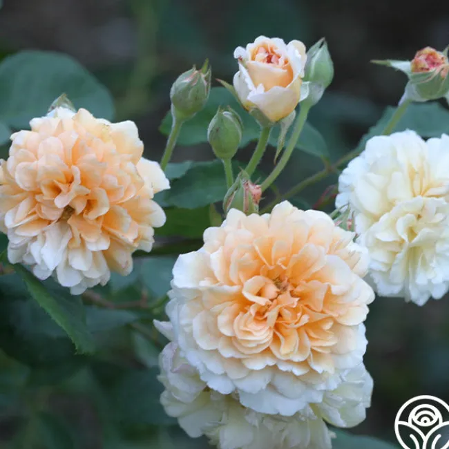 Buff Beauty>Heirloom Roses Clearance