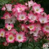 Bukavu>Heirloom Roses Outlet