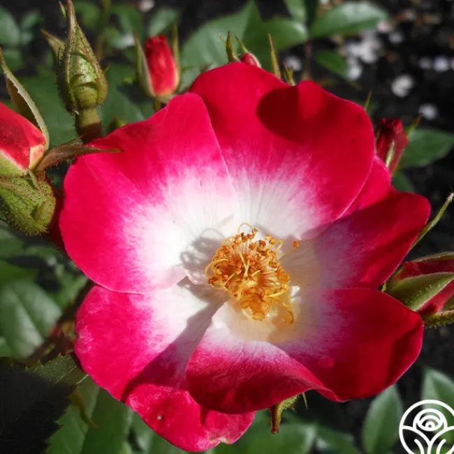 Bukavu>Heirloom Roses Outlet