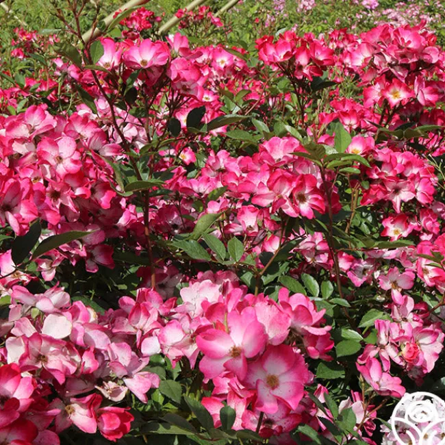 Bukavu>Heirloom Roses Outlet