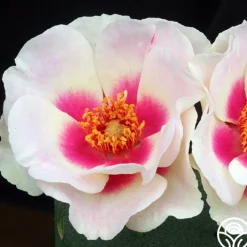 Bull's Eye™>Heirloom Roses Online
