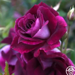 Burgundy Iceberg™>Heirloom Roses Outlet