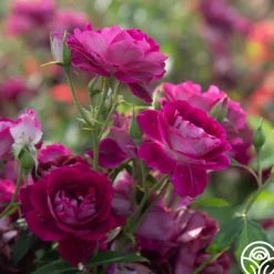 Burgundy Iceberg™><noscript><img width=