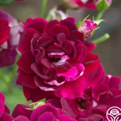 Burgundy Iceberg™><noscript><img width=