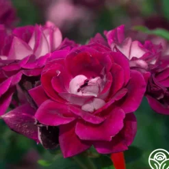 Burgundy Iceberg™><noscript><img width=