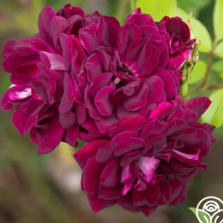 Burgundy Iceberg™><noscript><img width=