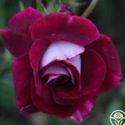 Burgundy Iceberg™><noscript><img width=