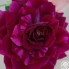 Burlesque>Heirloom Roses Discount