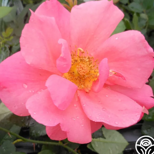 Butterfly Magic>Heirloom Roses Clearance