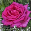 Buxom Beauty™>Heirloom Roses