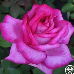 Buxom Beauty™><noscript><img width=