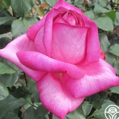 Buxom Beauty™><noscript><img width=