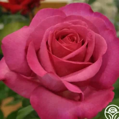 Buxom Beauty™><noscript><img width=