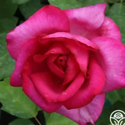 Buxom Beauty™><noscript><img width=
