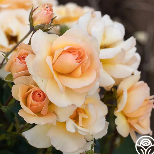 By Appointment™>Heirloom Roses New