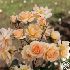 By Appointment™>Heirloom Roses New