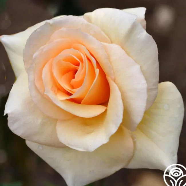 By Appointment™>Heirloom Roses New