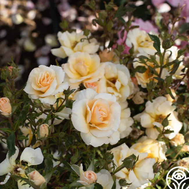 By Appointment™>Heirloom Roses New