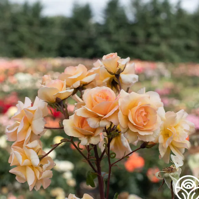 By Appointment™>Heirloom Roses New