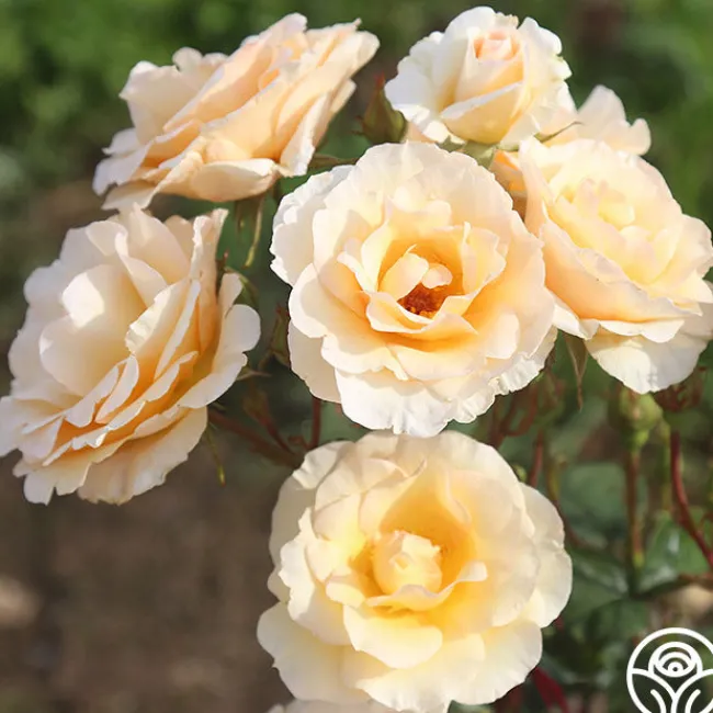 By Appointment™>Heirloom Roses New