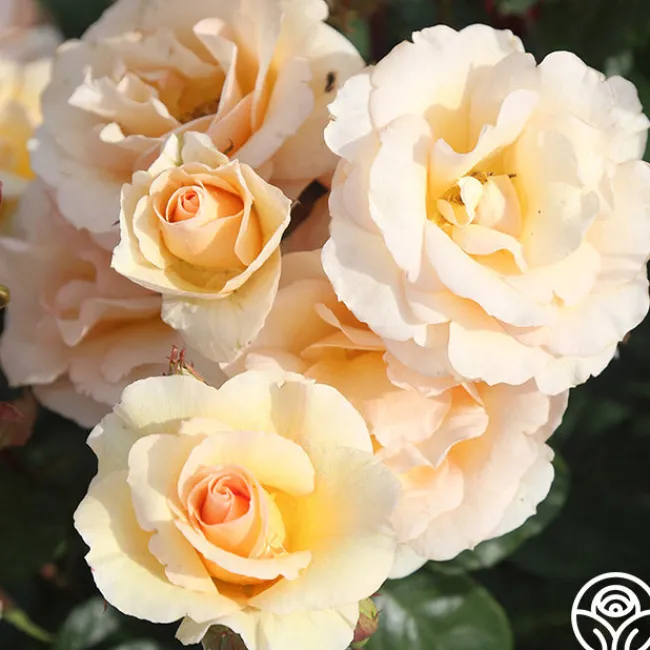 By Appointment™>Heirloom Roses New