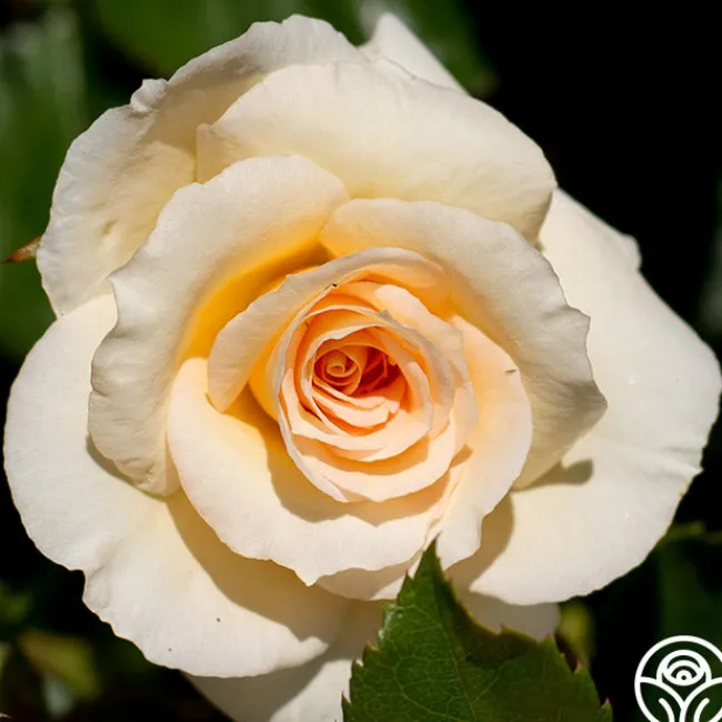 By Appointment™>Heirloom Roses New