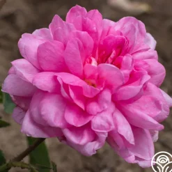 Cabbage Rose>Heirloom Roses Online