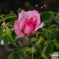 Cabbage Rose><noscript><img width=