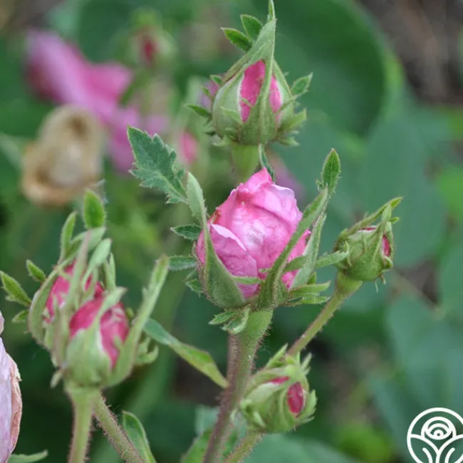 Cabbage Rose>Heirloom Roses Online