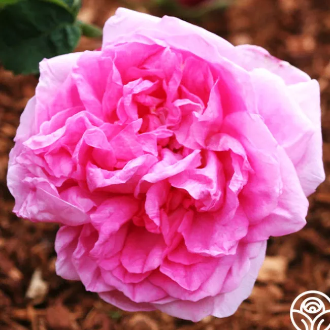 Cabbage Rose>Heirloom Roses Online