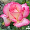 California Dreamin'™>Heirloom Roses Clearance