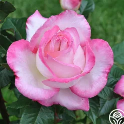 California Dreamin'™>Heirloom Roses Clearance
