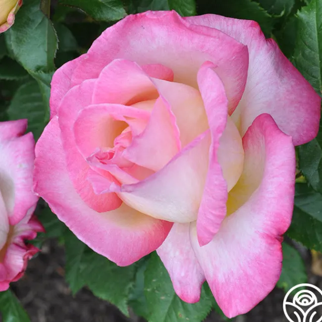California Dreamin'™>Heirloom Roses Clearance