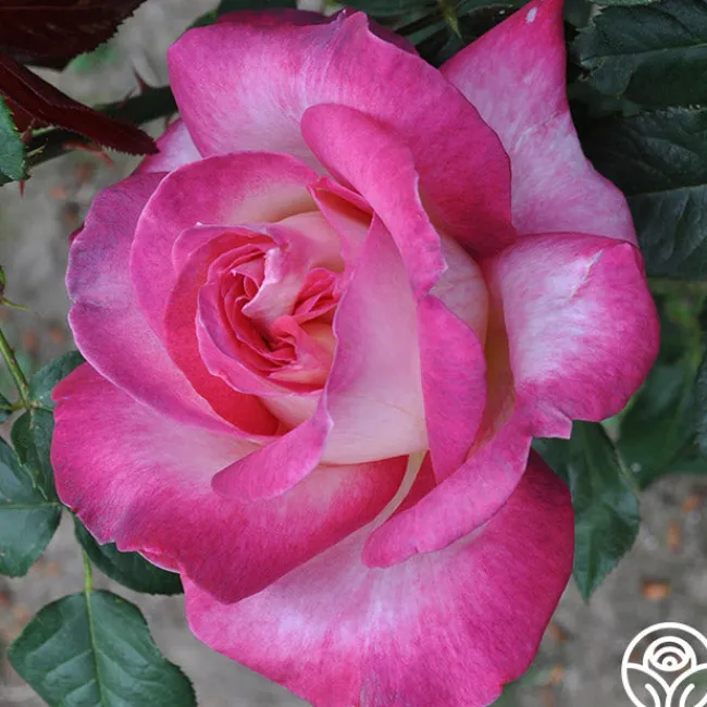 California Dreamin'™>Heirloom Roses Clearance