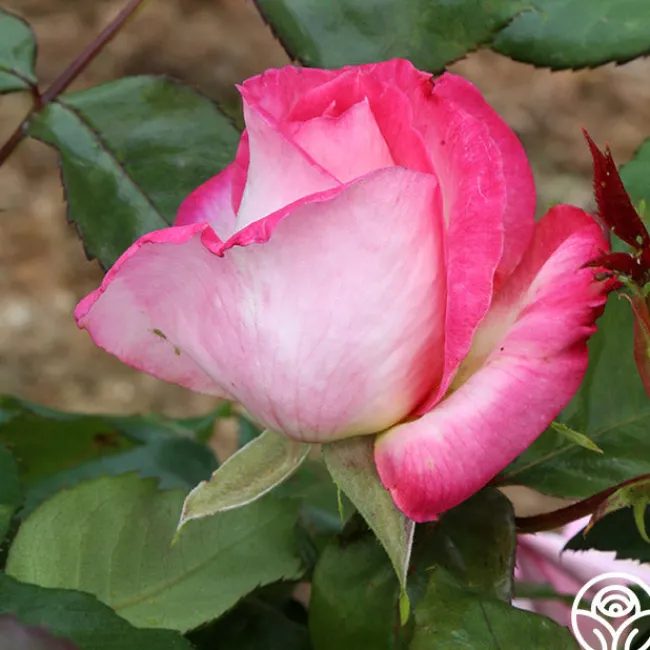 California Dreamin'™>Heirloom Roses Clearance