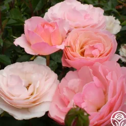Calypso>Heirloom Roses