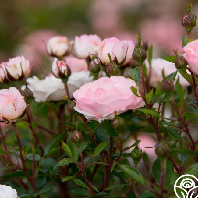 Calypso>Heirloom Roses
