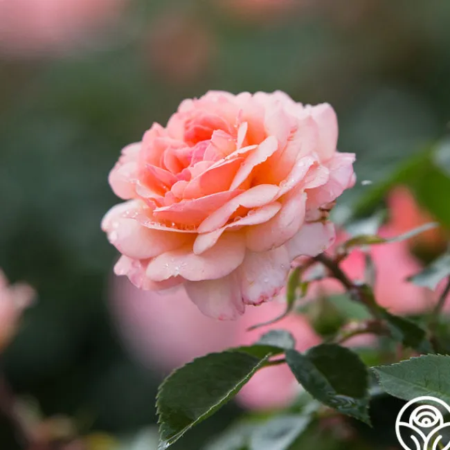 Calypso>Heirloom Roses
