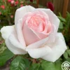 Cameo Perfume™>Heirloom Roses Discount
