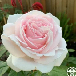 Cameo Perfume™>Heirloom Roses Discount