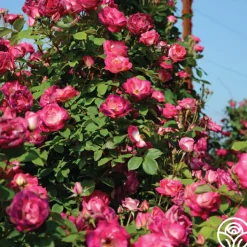 Cancan™>Heirloom Roses Online