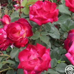 Cancan™>Heirloom Roses Online