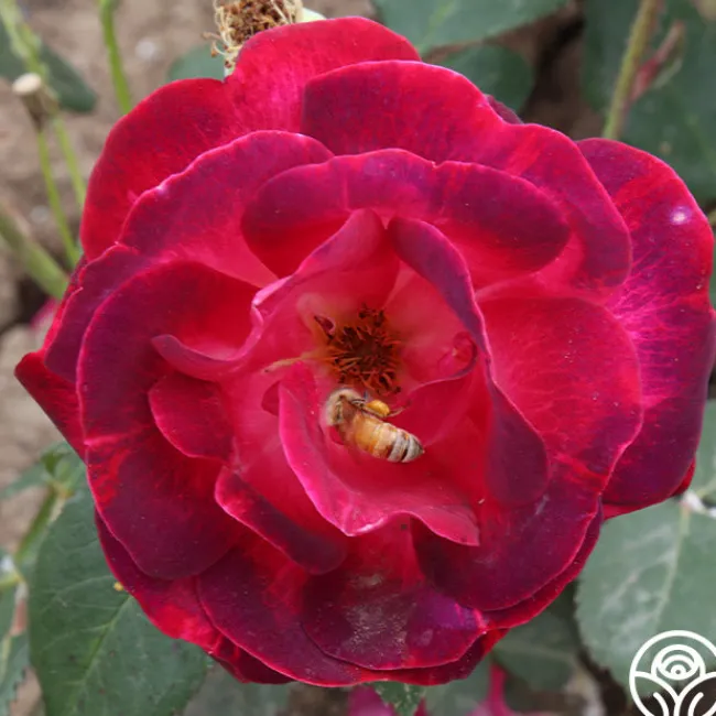 Cancan™>Heirloom Roses Online