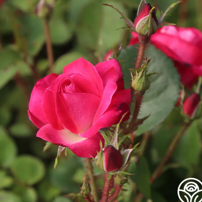 Cancan™>Heirloom Roses Online