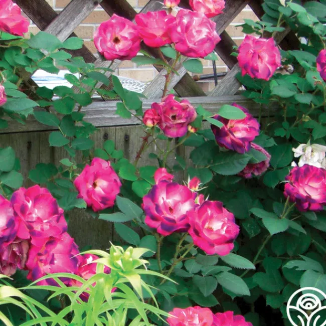 Cancan™>Heirloom Roses Online