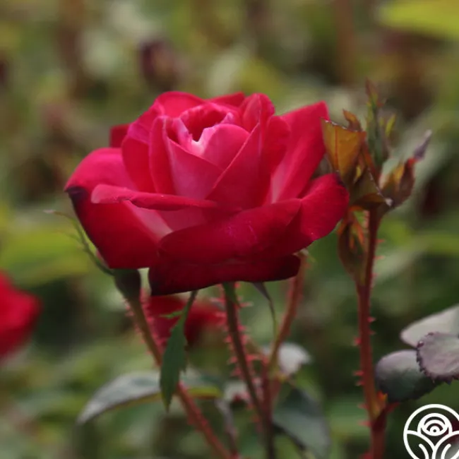 Cancan™>Heirloom Roses Online