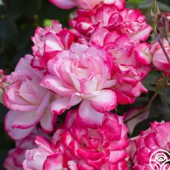 Candy Cane Cocktail™>Heirloom Roses Hot
