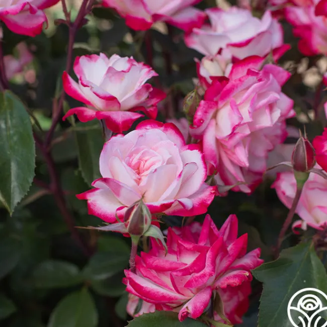 Candy Cane Cocktail™>Heirloom Roses Hot
