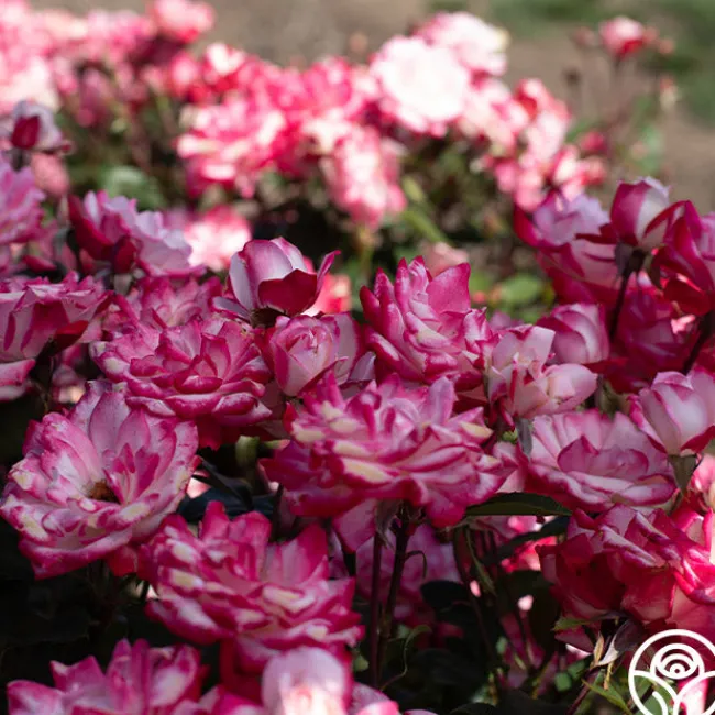 Candy Cane Cocktail™>Heirloom Roses Hot