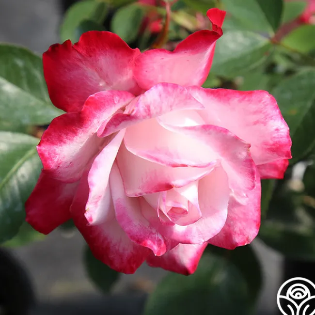 Candy Cane Cocktail™>Heirloom Roses Hot